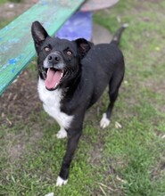 DOMINO, Hund, Mischlingshund in Rumänien - Bild 3