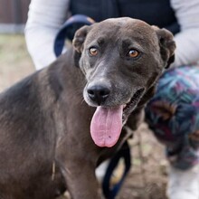 ZORA, Hund, Labrador-Mix in Ungarn - Bild 1