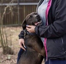 ZORA, Hund, Labrador-Mix in Ungarn - Bild 2