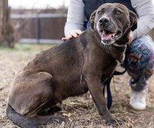 ZORA, Hund, Labrador-Mix in Ungarn - Bild 3