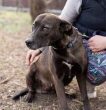 ZORA, Hund, Labrador-Mix in Ungarn - Bild 6