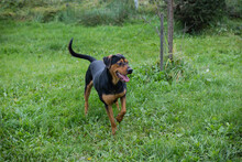 CHICO, Hund, Mischlingshund in Kroatien - Bild 2