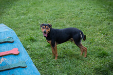 CHICO, Hund, Mischlingshund in Kroatien - Bild 3