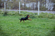 CHICO, Hund, Mischlingshund in Kroatien - Bild 4