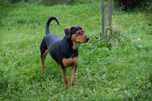 CHICO, Hund, Mischlingshund in Kroatien - Bild 5