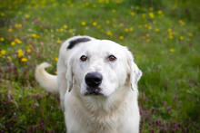 COLJA, Hund, Mischlingshund in Kroatien - Bild 1