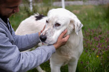 COLJA, Hund, Mischlingshund in Kroatien - Bild 2