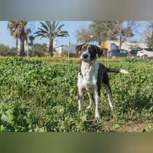 FOX, Hund, Mischlingshund in Spanien - Bild 3