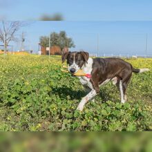 FOX, Hund, Mischlingshund in Spanien - Bild 4