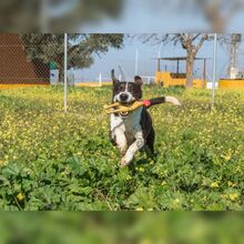 FOX, Hund, Mischlingshund in Spanien - Bild 6