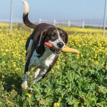 FOX, Hund, Mischlingshund in Spanien - Bild 7