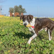 FOX, Hund, Mischlingshund in Spanien - Bild 8