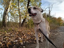 FLEKI, Hund, Mischlingshund in Ungarn - Bild 1