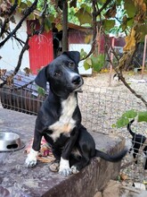 CARA, Hund, Mischlingshund in Rumänien