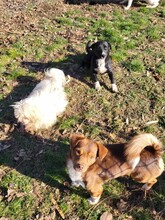 CARA, Hund, Mischlingshund in Rumänien - Bild 10