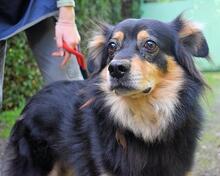 BHYRTO, Hund, Mischlingshund in Italien