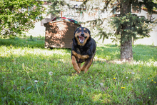 BRAVEHEART, Hund, Mischlingshund in Kroatien - Bild 2