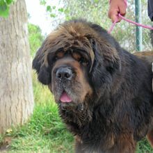 PEPE, Hund, Tibet Mastiff in Spanien - Bild 1