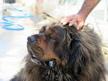 PEPE, Hund, Tibet Mastiff in Spanien - Bild 10