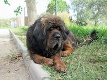 PEPE, Hund, Tibet Mastiff in Spanien - Bild 11