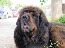 PEPE, Hund, Tibet Mastiff in Spanien - Bild 12