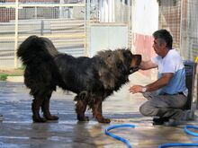 PEPE, Hund, Tibet Mastiff in Spanien - Bild 2