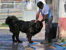 PEPE, Hund, Tibet Mastiff in Spanien - Bild 3