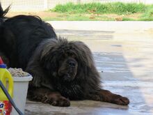 PEPE, Hund, Tibet Mastiff in Spanien - Bild 4