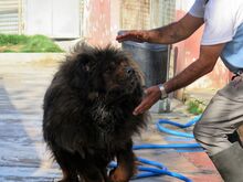 PEPE, Hund, Tibet Mastiff in Spanien - Bild 5