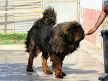 PEPE, Hund, Tibet Mastiff in Spanien - Bild 6