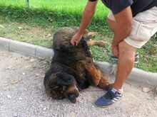 PEPE, Hund, Tibet Mastiff in Spanien - Bild 7