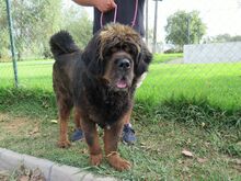 PEPE, Hund, Tibet Mastiff in Spanien - Bild 8