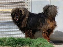 PEPE, Hund, Tibet Mastiff in Spanien - Bild 9