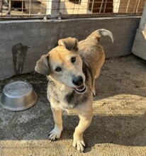 EGON, Hund, Mischlingshund in Rumänien - Bild 1