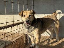 EGON, Hund, Mischlingshund in Rumänien - Bild 2