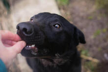 CASSIUS, Hund, Mischlingshund in Kroatien