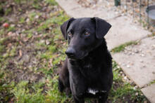 CASSIUS, Hund, Mischlingshund in Kroatien - Bild 2