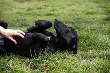 CASSIUS, Hund, Mischlingshund in Kroatien - Bild 3