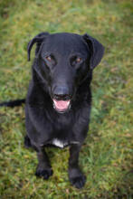 CASSIUS, Hund, Mischlingshund in Kroatien - Bild 4