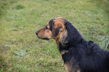 CARUSO, Hund, Mischlingshund in Kroatien - Bild 2