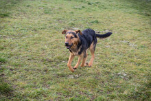 CARUSO, Hund, Mischlingshund in Kroatien - Bild 3