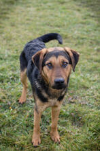 CARUSO, Hund, Mischlingshund in Kroatien - Bild 4