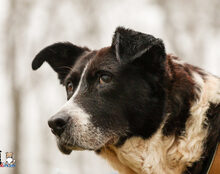 LUPA, Hund, Mischlingshund in Hollfeld - Bild 1