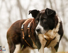 LUPA, Hund, Mischlingshund in Hollfeld - Bild 2