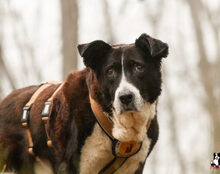 LUPA, Hund, Mischlingshund in Hollfeld - Bild 3