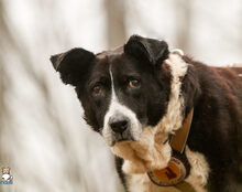 LUPA, Hund, Mischlingshund in Hollfeld - Bild 4