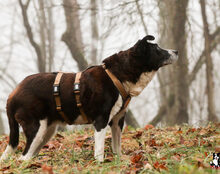 LUPA, Hund, Mischlingshund in Hollfeld - Bild 5