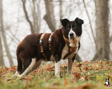 LUPA, Hund, Mischlingshund in Hollfeld - Bild 6