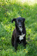 BENEK, Hund, Mischlingshund in Kroatien - Bild 1