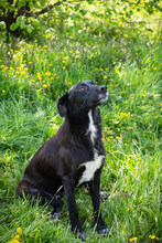 BENEK, Hund, Mischlingshund in Kroatien - Bild 4